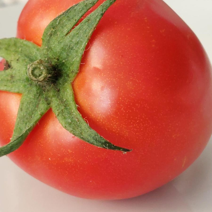 Arcamyrtus Vendégház Alghero Kültér fotó